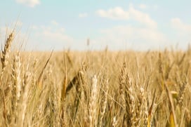 Tribune : faut-il s'inquiéter de la privatisation du numérique agricole ?